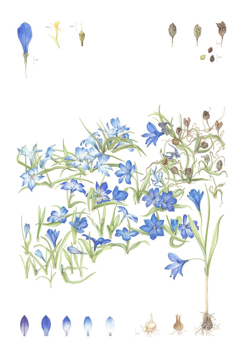 Azulillo, Tecophilaea cyanocrocus - &nbsp;Libro sobre plantas nativas de Chile