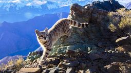 Los pequeños felinos silvestres que nadie conoce enfrentan riesgos cada vez más intensos