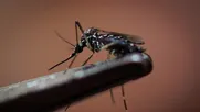 debug: proyecto de google busca combatir el dengue, el zika y la chikungunya con mosquitos esteriles debug: proyecto de google busca combatir el dengue, el zika y la chikungunya con mosquitos esteriles