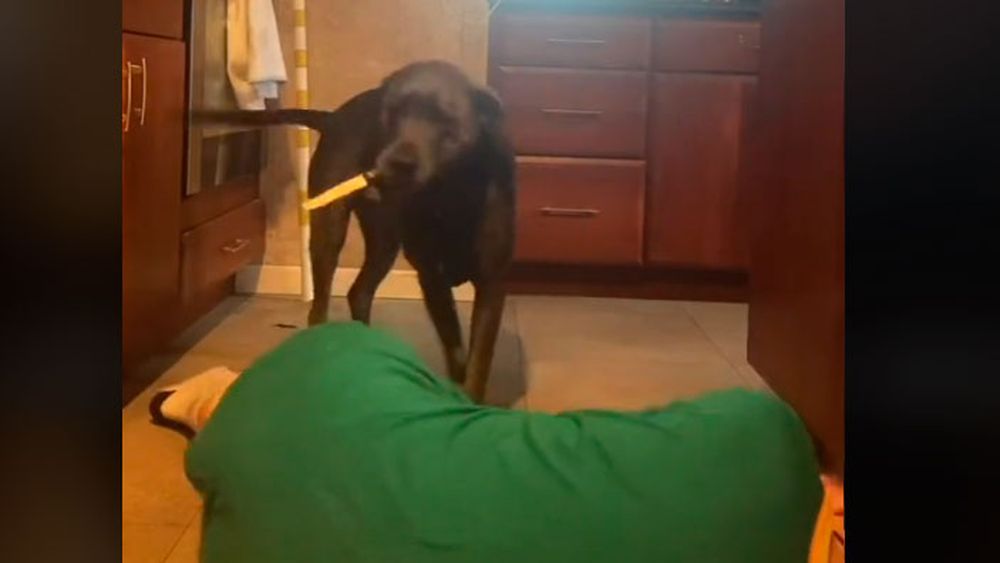 VIDEO| Perro se convierte en viral por su reacción al ver a su dueña fingir un desmayo