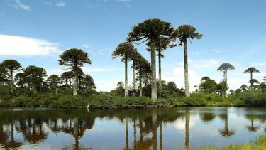 Parque Nacional Tolhuaca - Región de La Araucanía Bosques de araucarias, coigües y lengas rodean los paisajes volcánicos de Tolhuaca. El parque protege parte de los ecosistemas cordilleranos de La Araucanía, con montañas, ríos y saltos de agua entre sus principales atractivos.