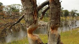 Más que las forestales: Castor daña los bosques patagónicos; el otro pulmón verde de Sudamérica