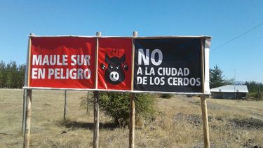 Conflictos de interés del intendente y tratos a puertas cerradas: La trama detrás de la aprobación ambiental de proyecto porcino en el Maule