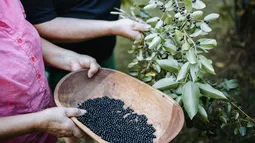Bosques comestibles: La tendencia que crece en ciudades de Chile para buscar la soberanía alimentaria con especies nativas