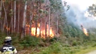 Incendio forestal en Paillaco: Alcalde pide a autoridades decretar zona de catástrofe
