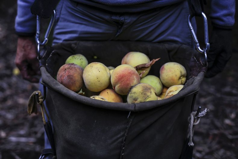 Agricultura familiar campesina scaled.jpg