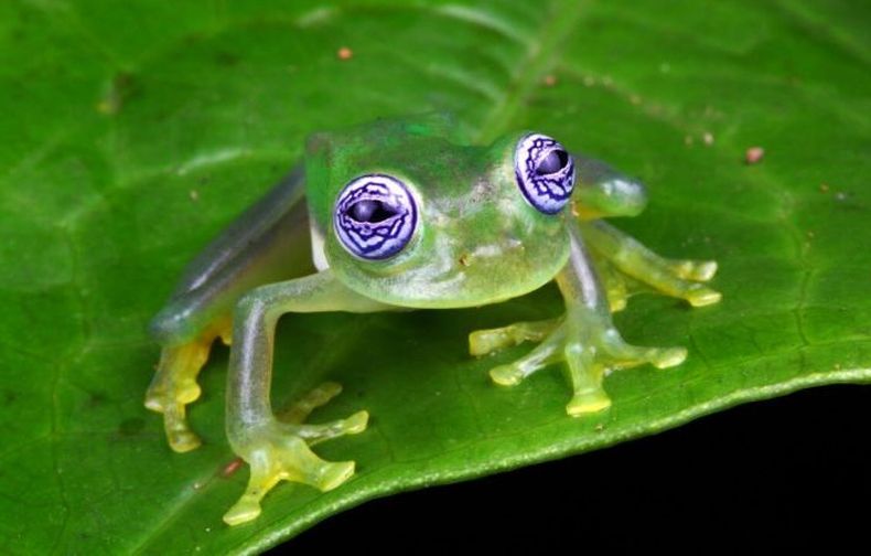 Rana Cristal_George Grall_Alamy_EATY00 1440x720 1 e1669904446839.jpg
