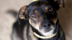 Por disparos y envenenamientos: Denuncian matanza de una veintena de perros en Calama