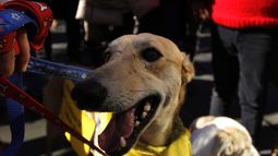 Crece apoyo para prohibir las carreras de galgos en Chile - Agencia Uno