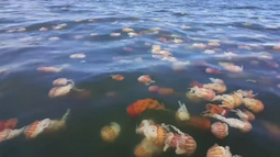 VIDEO| Gran cantidad de medusas invaden varias playas de Arica