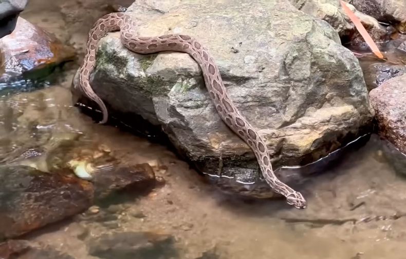 vibora de russell.jpg