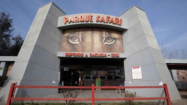 Falleció tras ataque de tigre bengala en Parque Safari de Rancagua: Dueño y gerente condenados a prisión 540 días