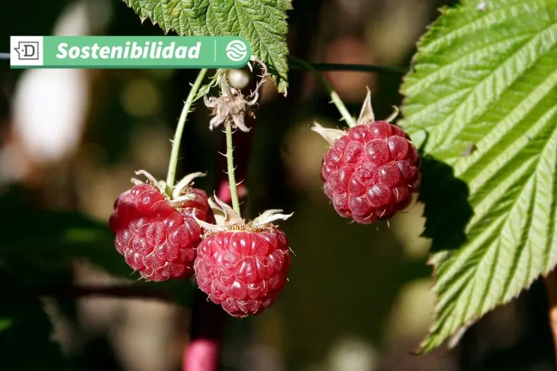 16042 diseno sin titulo 2025 05 20t111644.webp