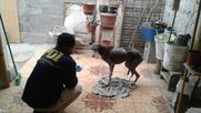 grave maltrato de perra galgo: hombre de arica es el primer imputado por ley cholito
