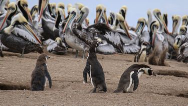 El Desconcierto | 7559 pinguino humboldt.jpg
