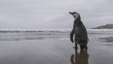 El Desconcierto | Pinguinos de Humboldt scaled.jpg