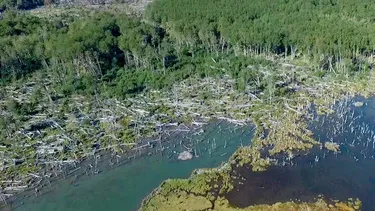 VIDEO| Lenga: El árbol nativo con potencial de uso sustentable en el sur de Chile está amenazado por plagas de castores