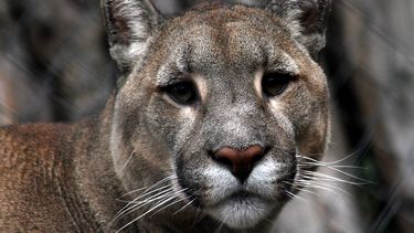 Conaf presenta antecedentes a Fiscalía por puma encontrado muerto en Magallanes