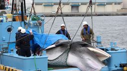 Japón vuelve oficialmente a la caza de ballenas tras 30 años de prohibición