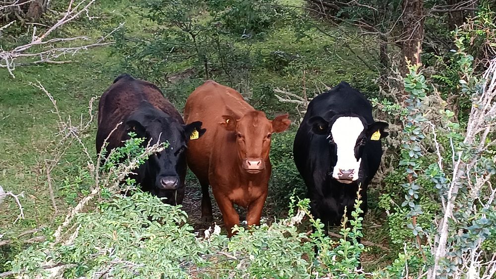 Ganadería en bosques nativos del sur de Chile.&nbsp;