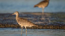 Chile: Santuario de la Naturaleza Humedal Río Maipo en alerta por ampliación del puerto de San Antonio