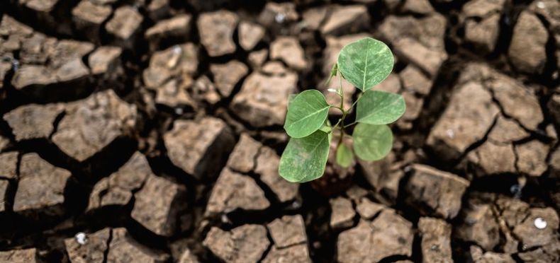 trees grown dry cracked dry soil dry season global warming 850x400 1.jpg