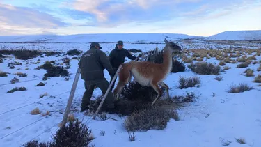 Guanaco enredado en un alambrado en&nbsp; la Patagonia argentina.&nbsp;