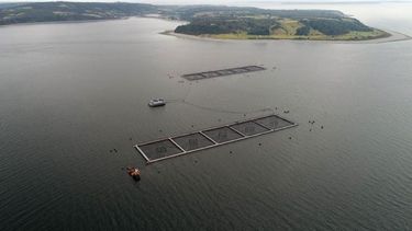 Nova Austral nuevamente en la mira tras adulterar el fondo marino para engañar a la autoridad