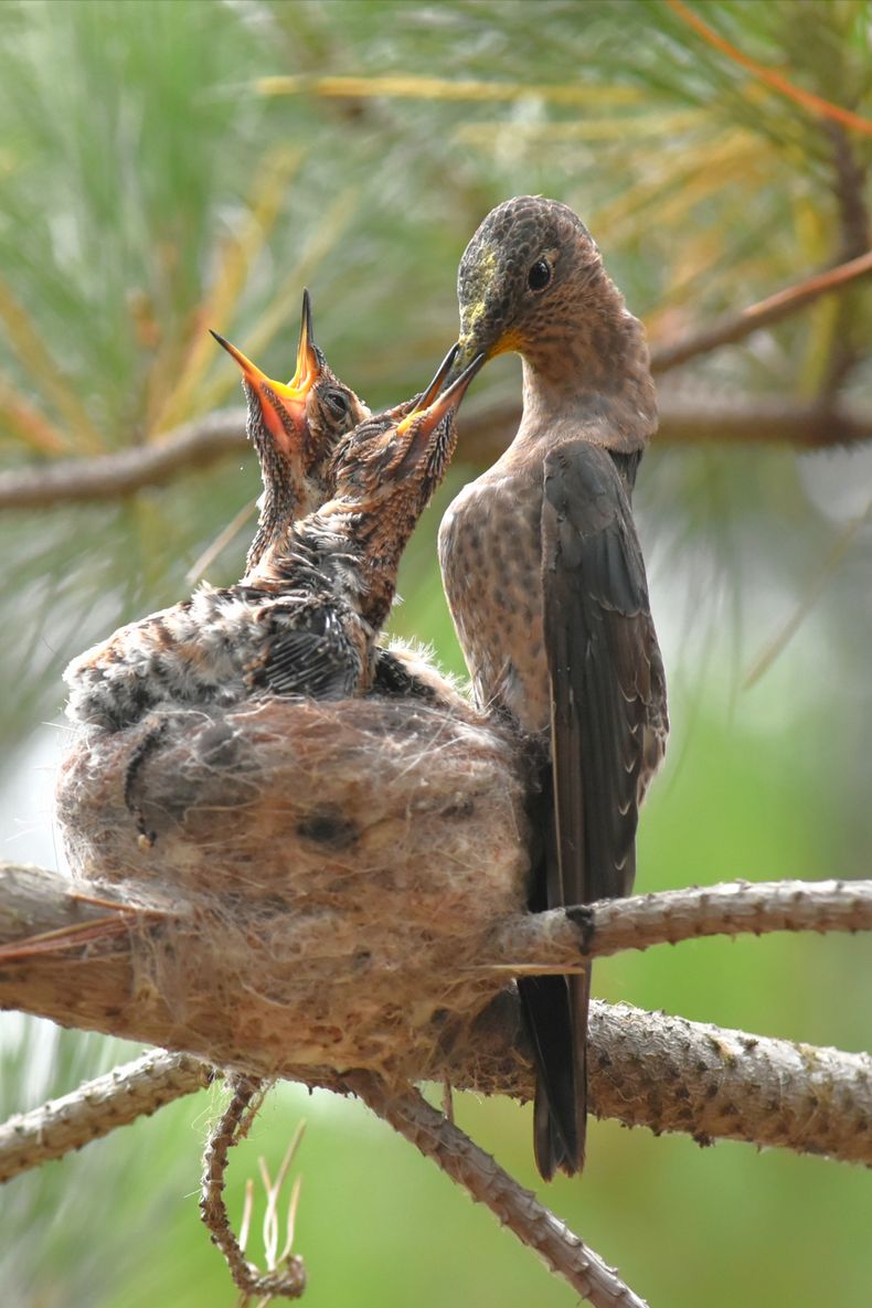 Aves de los Humedales de Pichilemu, Picaflor Gigante&nbsp;
