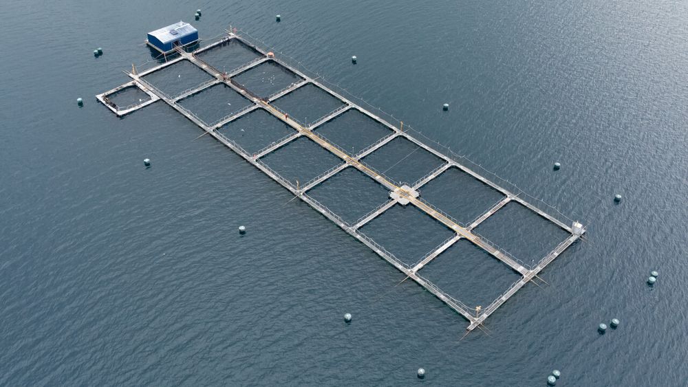 En salmoneras existiría trabajo forzoso - Agencia Uno