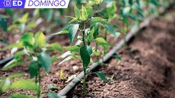 Crisis Climática y Ecológica, un abordaje institucional en la nueva Constitución