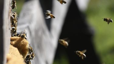 Sequía, contaminación y deforestación amenazan a la supervivencia de las abejas