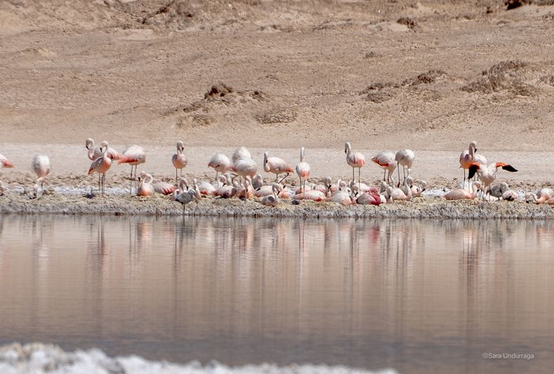 El flamenco andino busca sectores aislados de los salares para reproducirse, utilizando ambientes inhóspitos que dificultan el acceso de posibles depredadores.