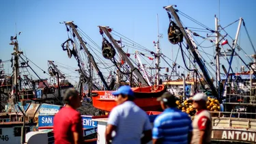 Pesca artesanal de jibia exige al Gobierno frenar la sobreexplotación industrial del recurso