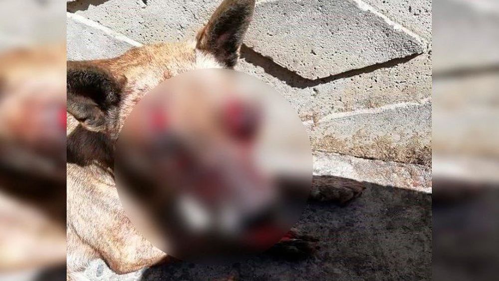 En Dichato golpearon brutalmente con un palo y le sacaron un ojo con un cuchillo a una perrita