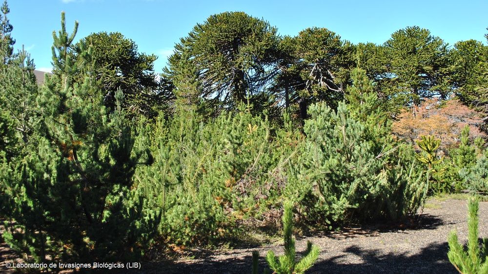 Invasión de pinos: Estudio revela la necesidad de mejorar la educación ambiental en el país