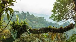 Justicia suspende proyecto minero de Codelco en Ecuador por vulneración de derechos