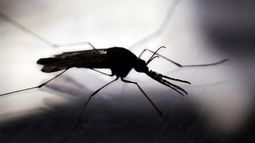 Crisis climática provoca plagas de zancudos como las vistas en el Biobío - Agencia EFE Crisis climática provoca plagas de zancudos como las vistas en el Biobío - Agencia EFE