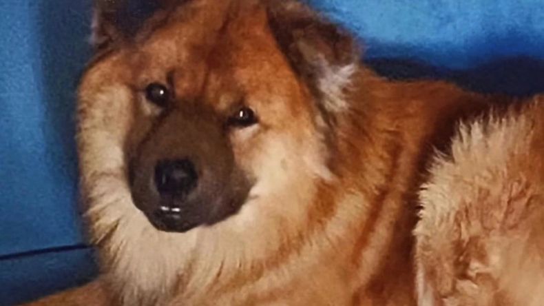 Él era Balto, perro asesinado en 2023 y que inspiró una ley que endurece el castigo al maltrato animal - Captura de video