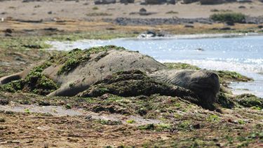 Trompito: El elefante marino que retorna a Bahía Inglesa y obliga a cerrar parte de la playa