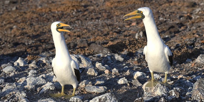 Piquero blanco (Sula dactylatra) en la isla San Ambrosio. Foto: Sergio Elórtegui.