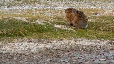 Detectan invasión de liebre europea en el Desierto de Atacama: Puede amenazar la poca vegetación y a la chinchilla en extinción