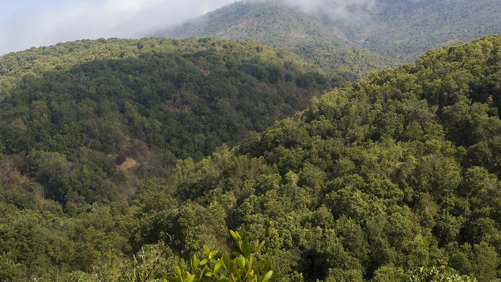 Los bosques del mundo hacen mucho más que almacenar carbono, revela nueva investigación