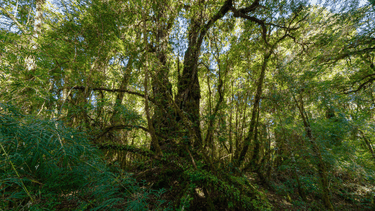 Se confirma: Bosques de Chiloé son un pulmón que captura más carbono por m2 que la Amazonía