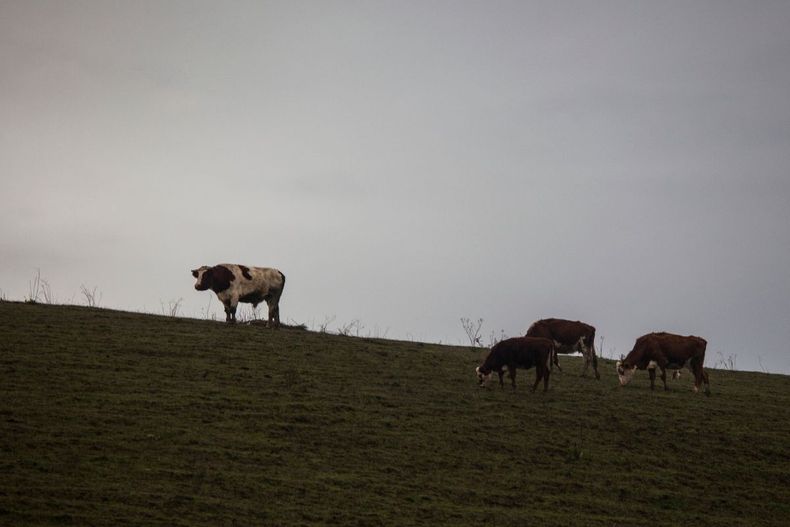 Imagen de cuatro vacas en un cerro / Agencia Uno