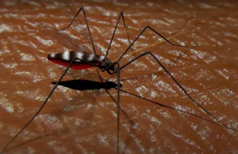 Dengue Captura de pantalla AFP.jpeg