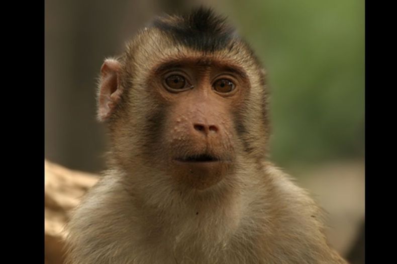 8697 macacos de cola de cerdo.jpg