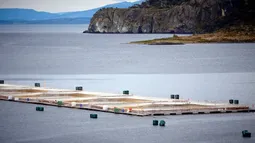 Mayor salmonera de Chile, AquaChile, habría eludido evaluación ambiental en 9 centros produciendo 73 mil toneladas