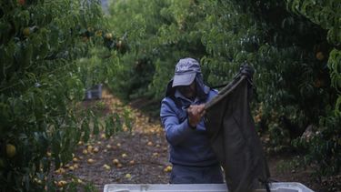Exportadores de duraznos y nectarines con cifras récords: Aumentan sus ventas 19% este año