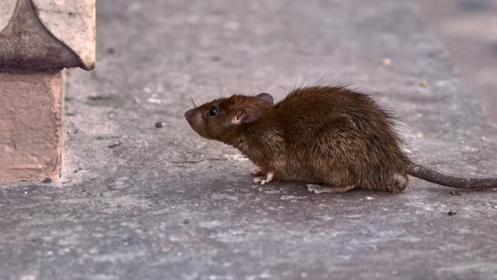 Denunció plaga de ratones en pastelería de Las Condes y se autodespidió: Corte falla a su favor con $3,7 millones